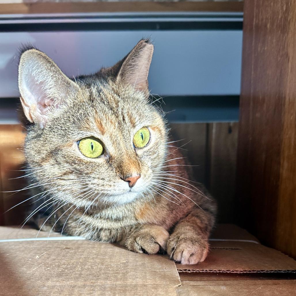 Enlarge Kotake, a Adoptable Domestic Short Hair in Gibsonia, PA image 3/6