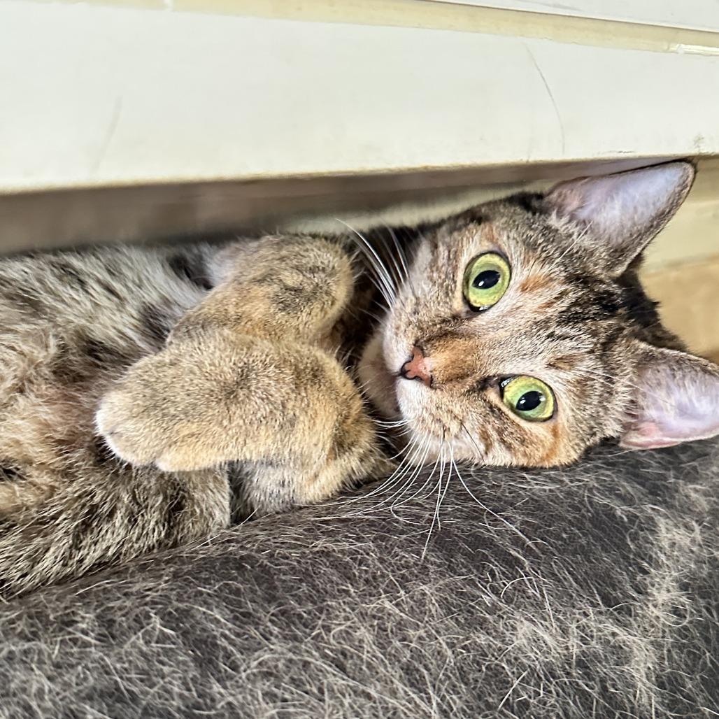 Enlarge Kotake, a Adoptable Domestic Short Hair in Gibsonia, PA image 2/6