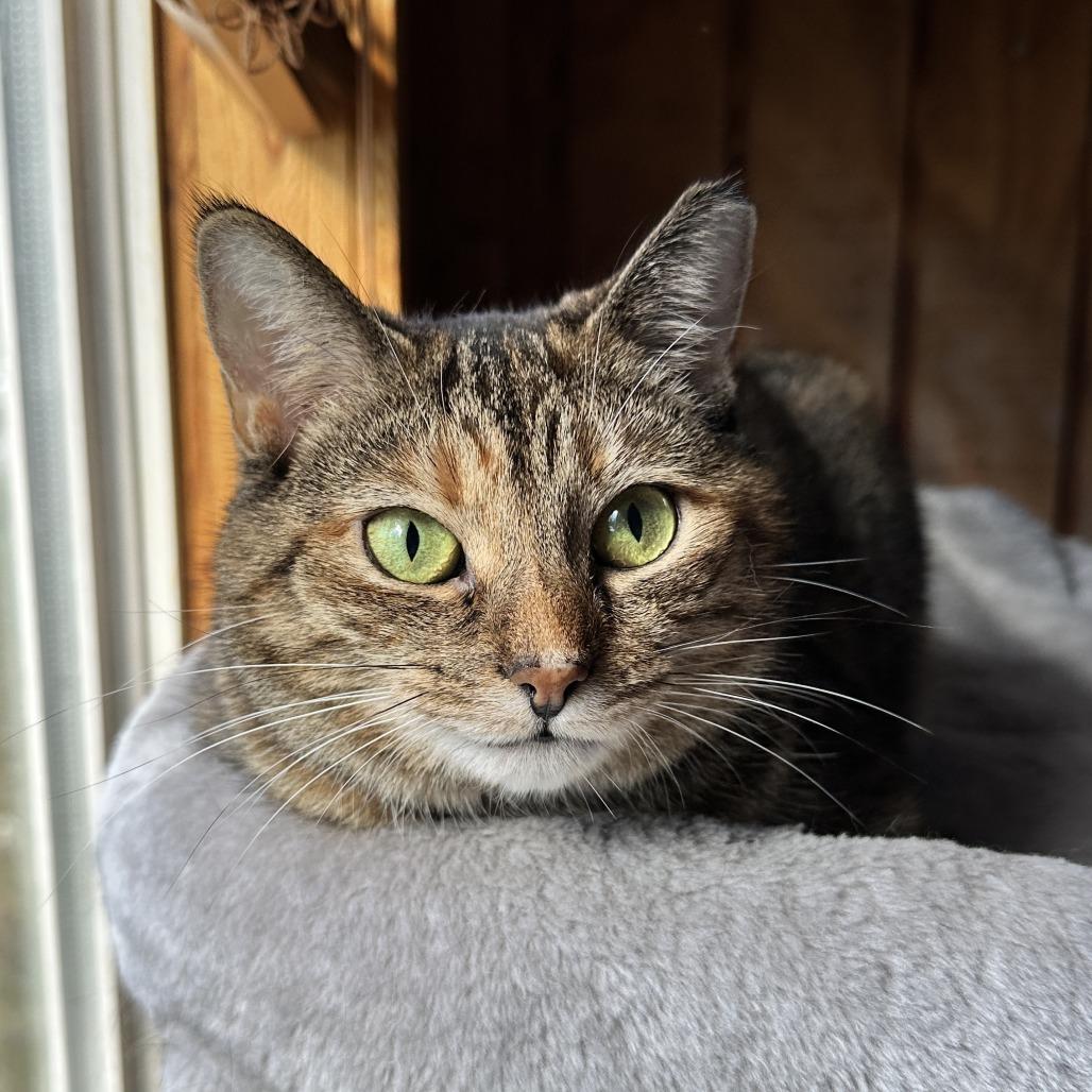 Enlarge Kotake, a Adoptable Domestic Short Hair in Gibsonia, PA image 3/6