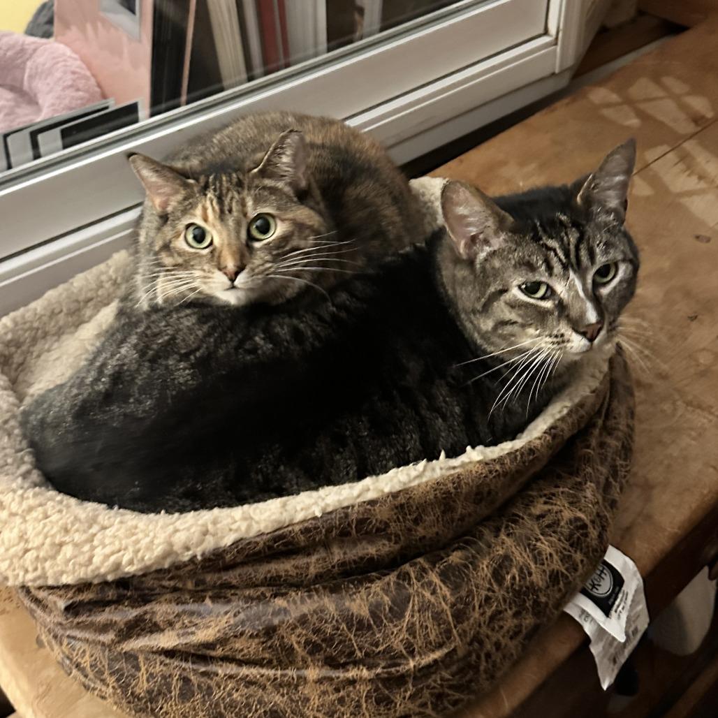 Enlarge Kotake, a Adoptable Domestic Short Hair in Gibsonia, PA image 4/6