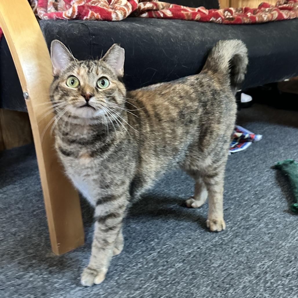 Enlarge Kotake, a Adoptable Domestic Short Hair in Gibsonia, PA image 4/6