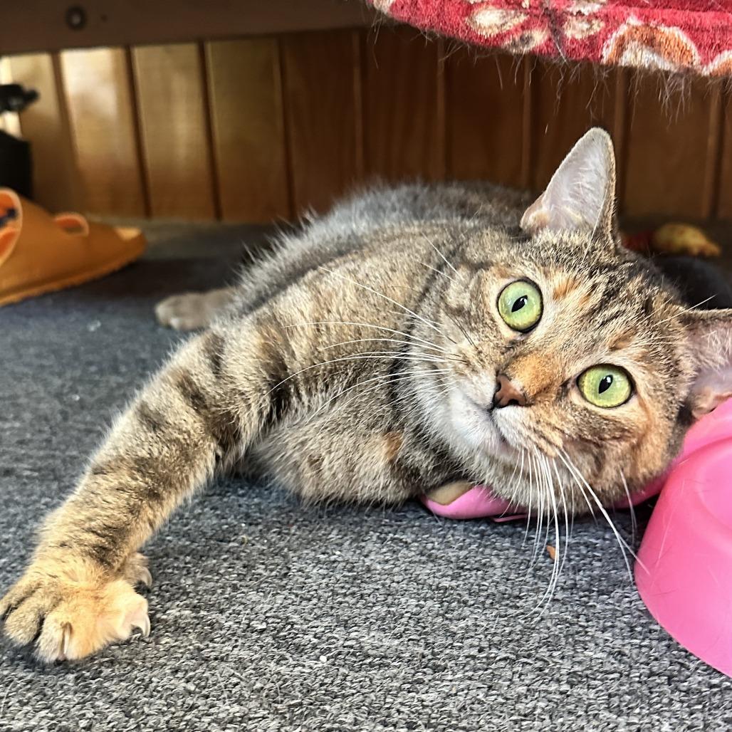 Enlarge Kotake, a Adoptable Domestic Short Hair in Gibsonia, PA image 5/6