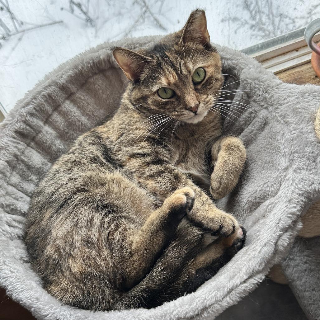 Enlarge Kotake, a Adoptable Domestic Short Hair in Gibsonia, PA image 5/6