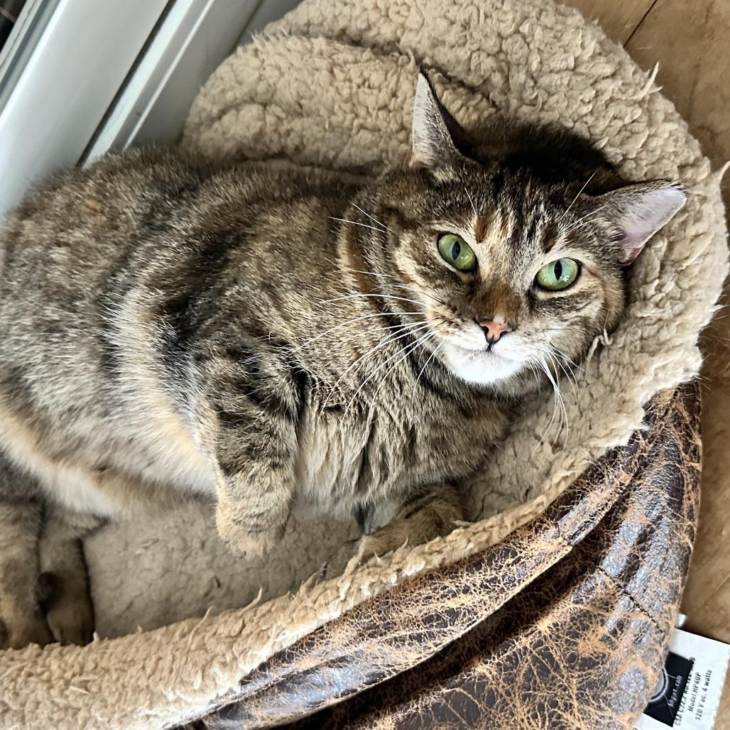 Enlarge Kotake, a Adoptable Domestic Short Hair in Gibsonia, PA image 6/6