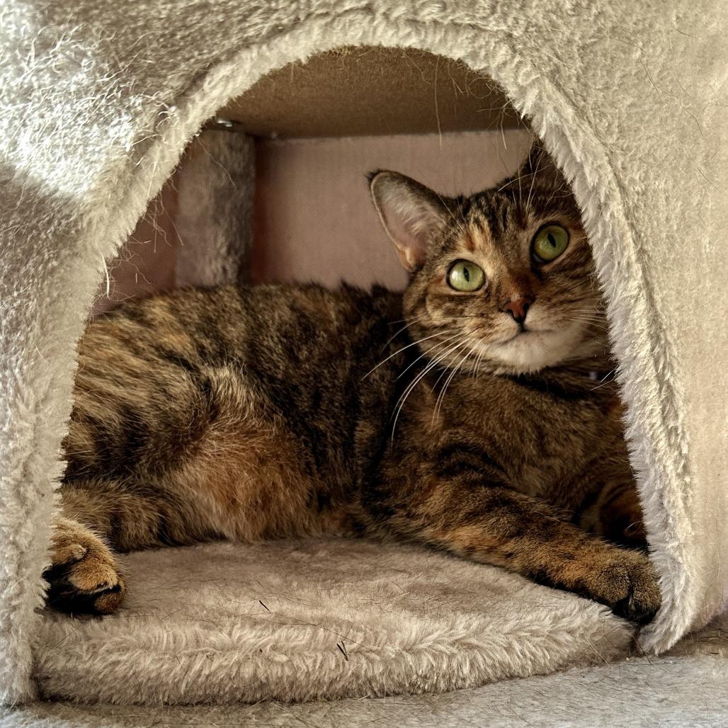 Enlarge Kotake, a Adoptable Domestic Short Hair in Gibsonia, PA image 6/6