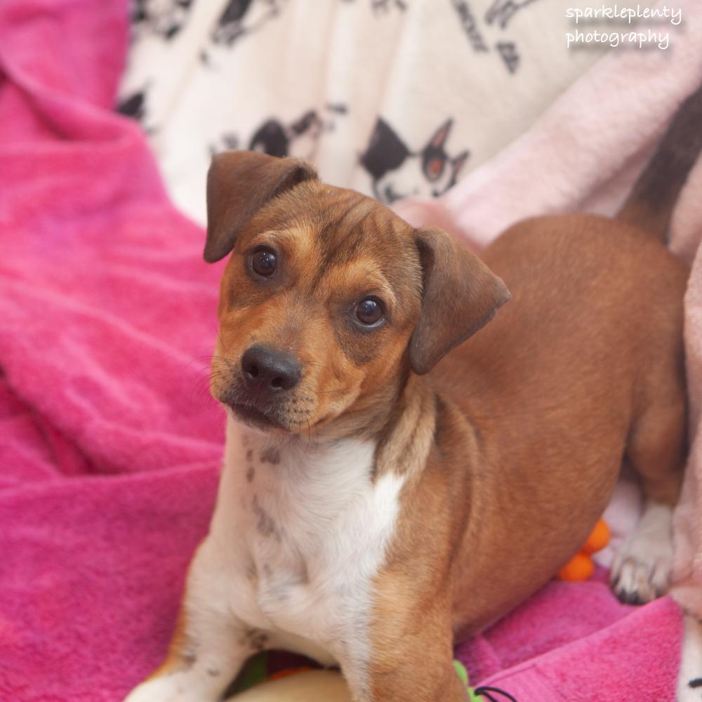 Murtaugh, an adoptable Mixed Breed in Ridgefield, CT image 1/3