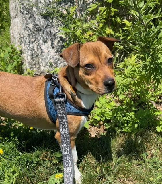 Enlarge Murtaugh, an adoptable Mixed Breed in Ridgefield, CT image 5/5