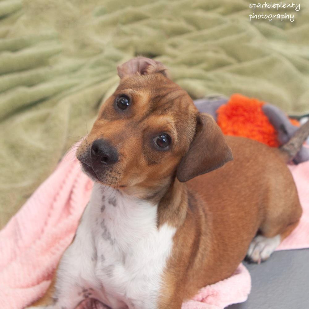 Murtaugh, an adoptable Mixed Breed in Ridgefield, CT image 3/3