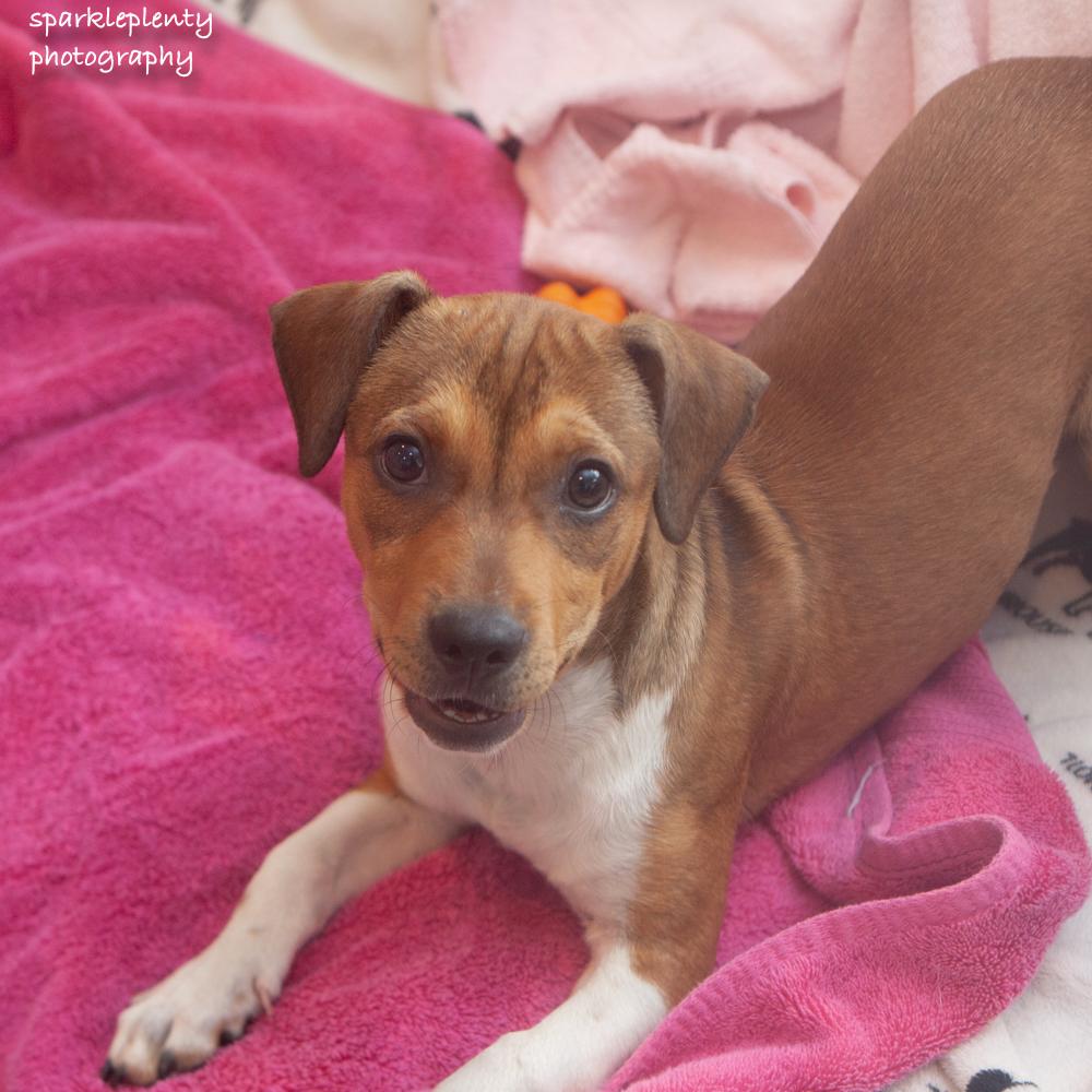 Murtaugh, an adoptable Mixed Breed in Ridgefield, CT image 2/3