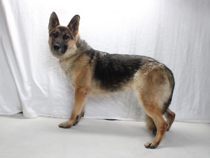 DINGLE, Adoptable, Adult Female German Shepherd Dog.