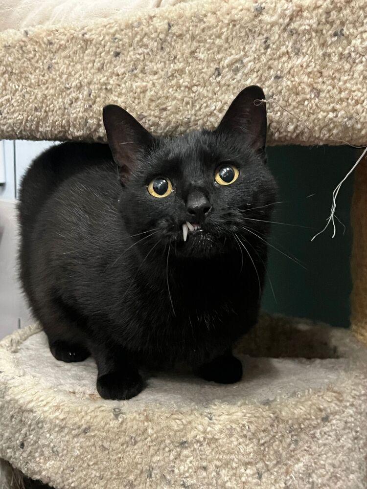 Mavis, Adoptable, Adult Female Domestic Short Hair.