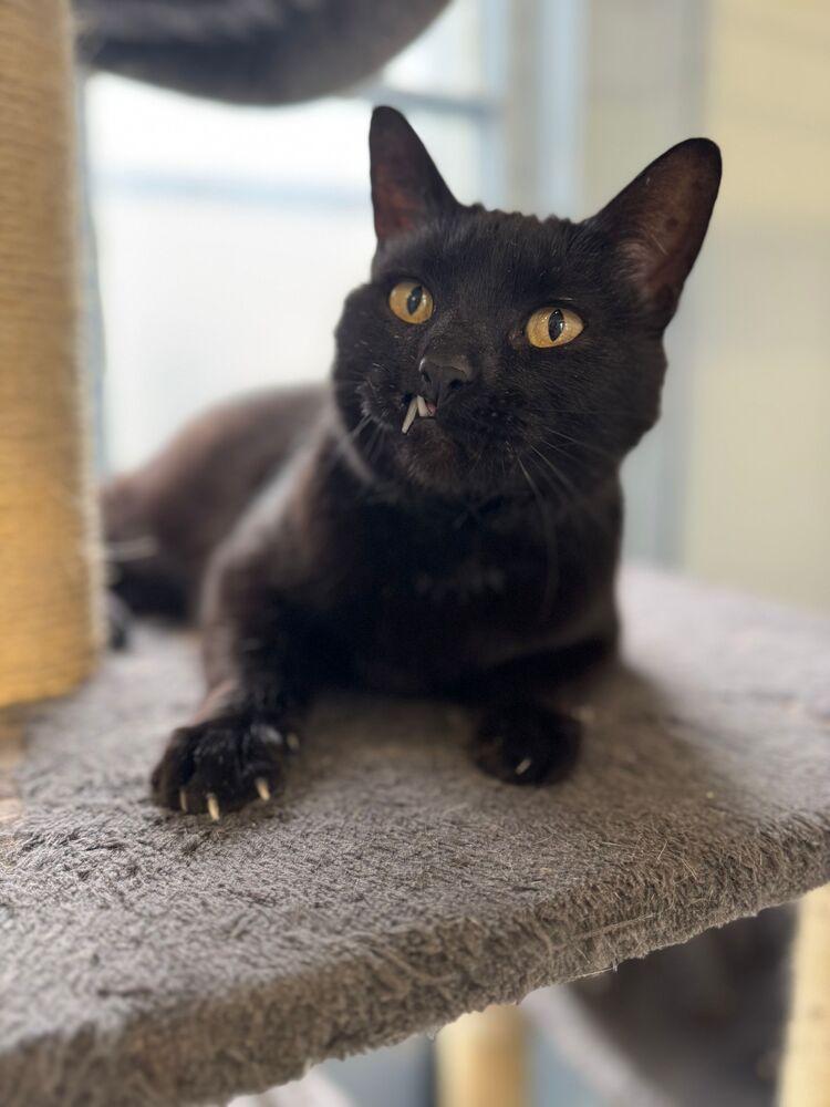 Enlarge Mavis, a Adoptable Domestic Short Hair in McPherson, KS image 2/2