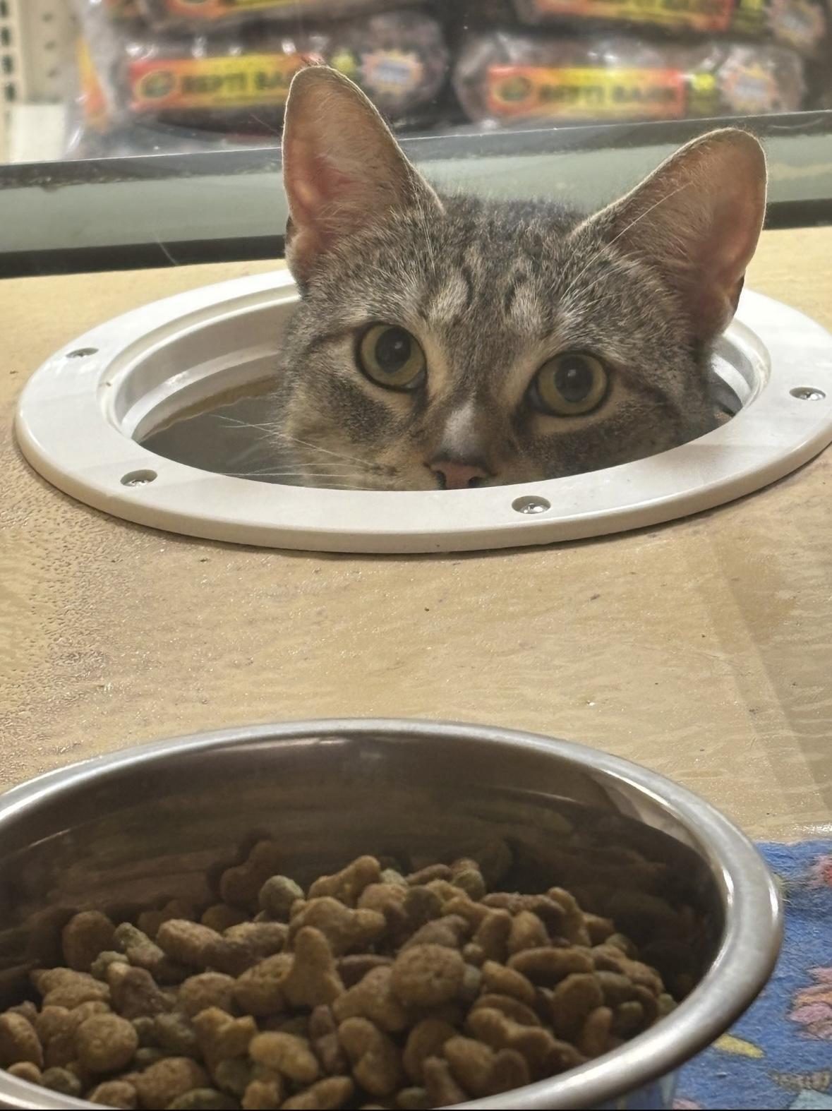 Enlarge Beverly, a Adoptable Domestic Short Hair in Canton, MA image 2/5