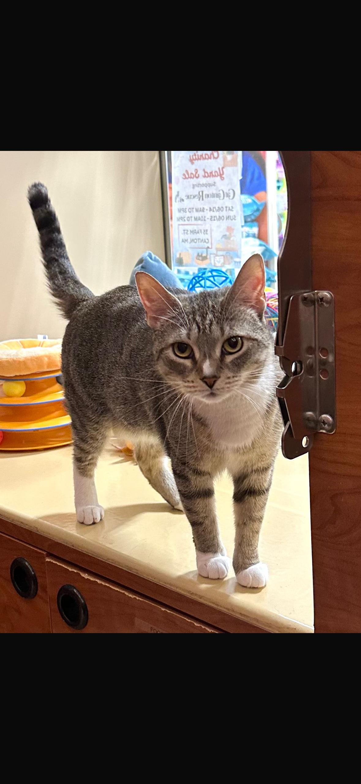 Beverly, Adoptable, Young Female Domestic Short Hair.