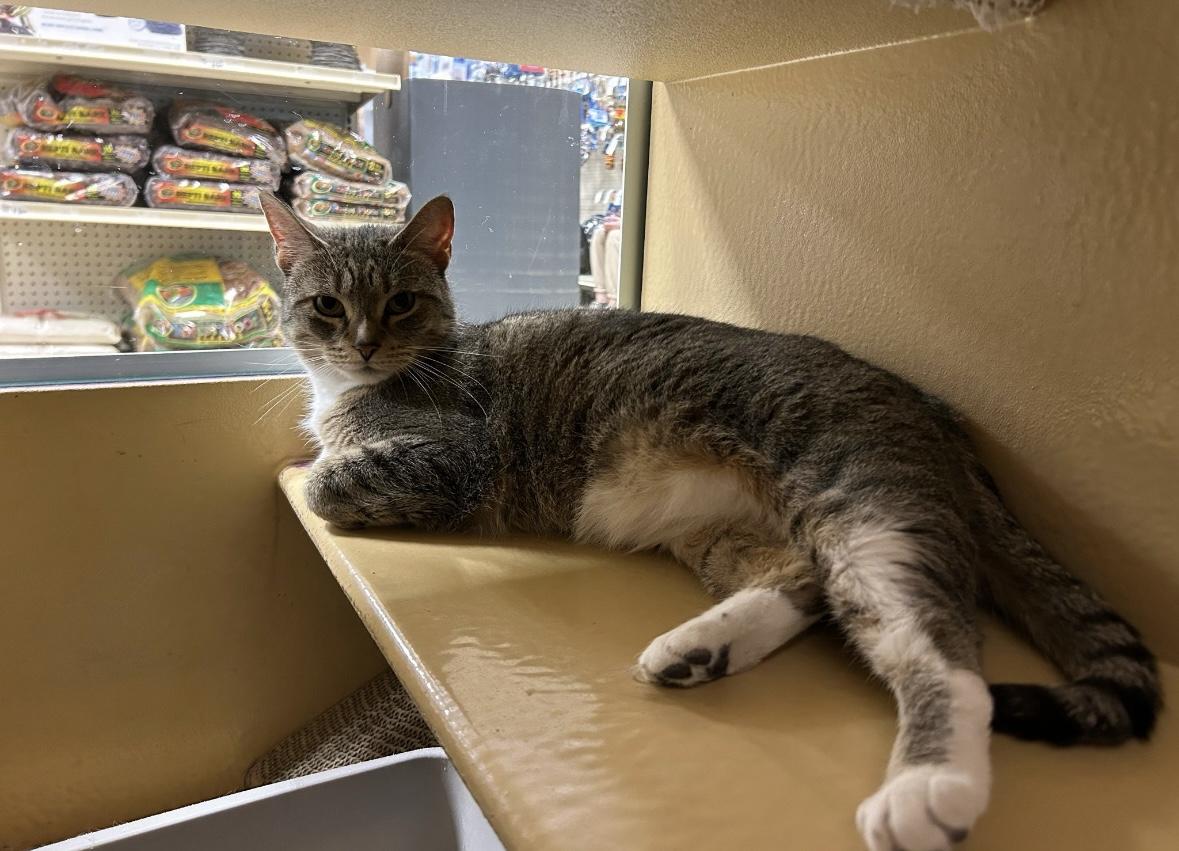 Enlarge Beverly, a Adoptable Domestic Short Hair in Canton, MA image 3/5