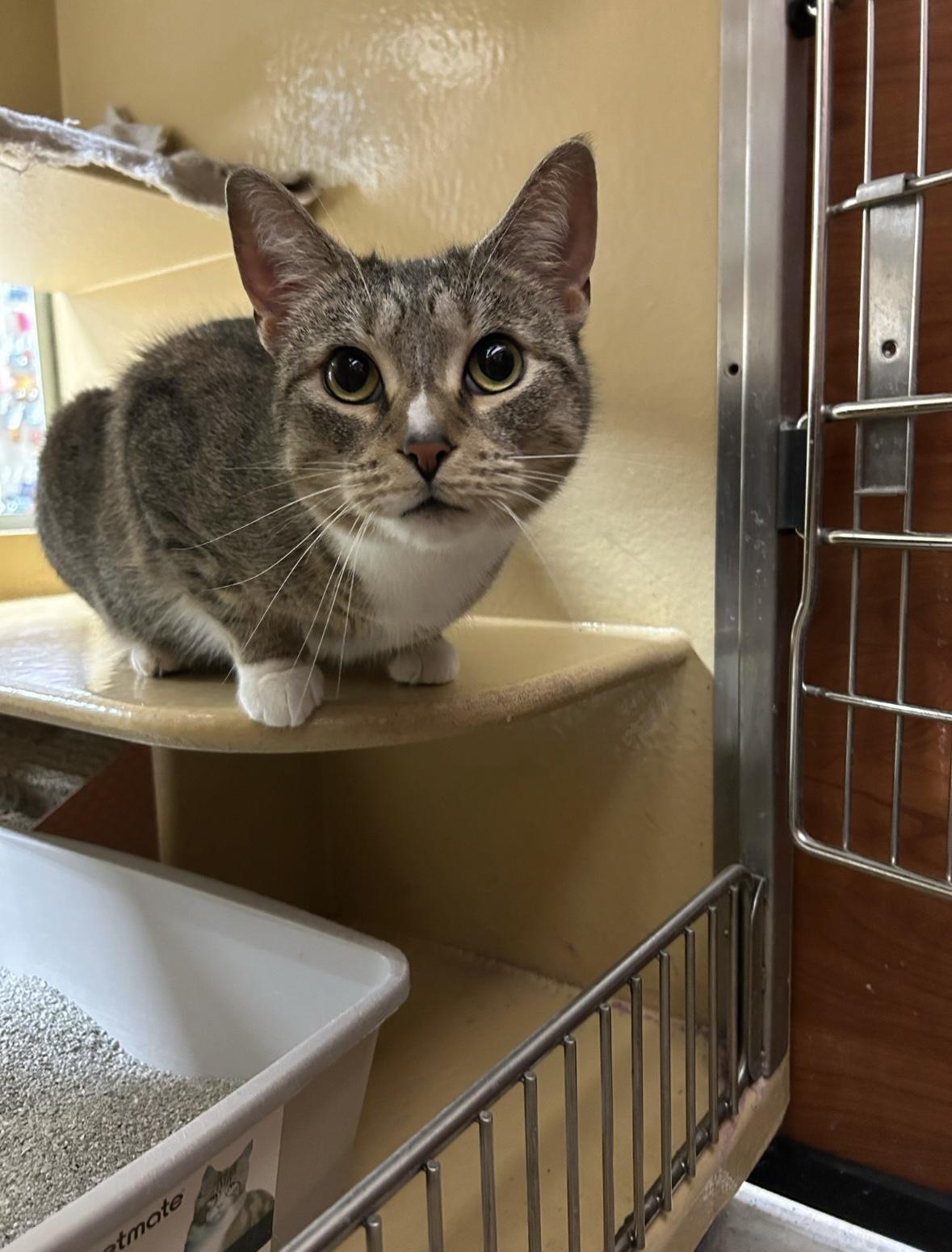 Enlarge Beverly, a Adoptable Domestic Short Hair in Canton, MA image 4/5