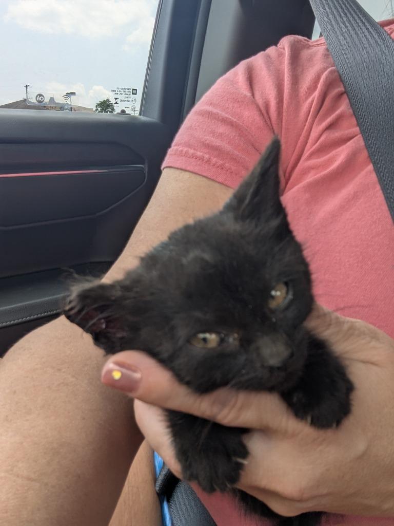 Miracle, Adopted, Young Female Domestic Short Hair.