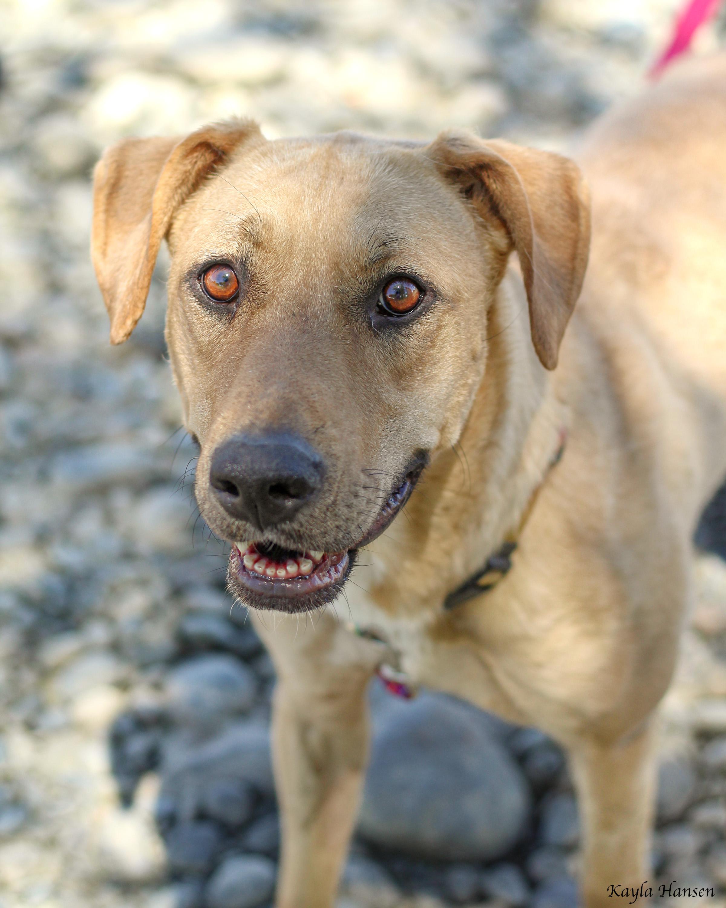 Asuna, Adoptable, Adult Female Yellow Labrador Retriever & Pit Bull Terrier.