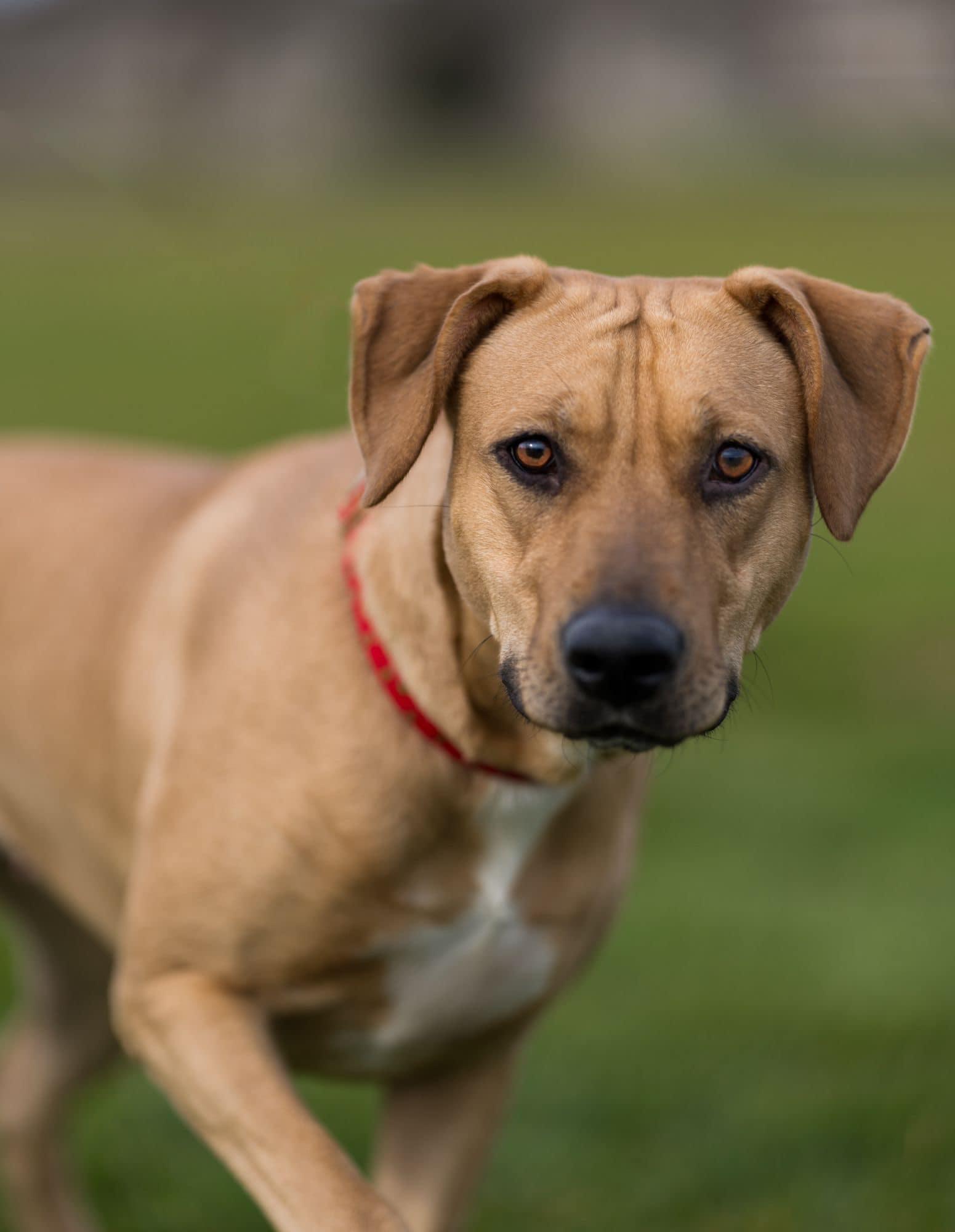 Enlarge Asuna, a Adoptable mixed breed in Seattle, WA image 2/6
