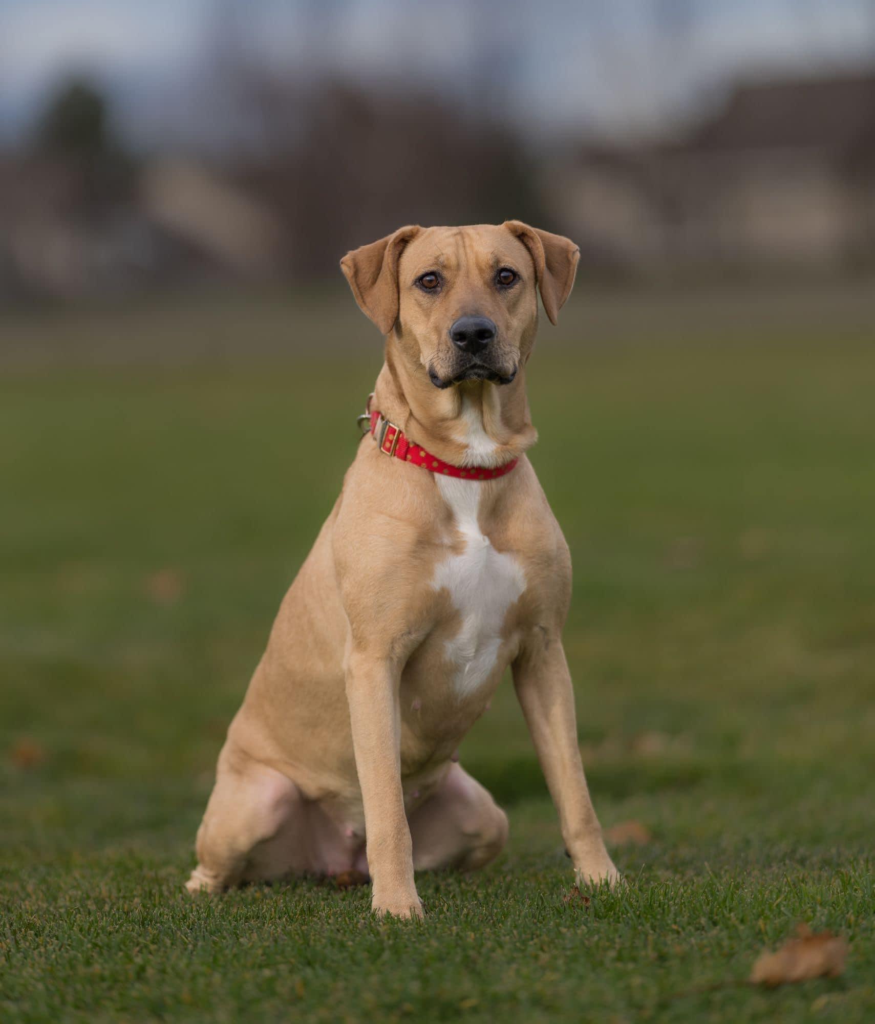 Enlarge Asuna, a Adoptable mixed breed in Seattle, WA image 5/6