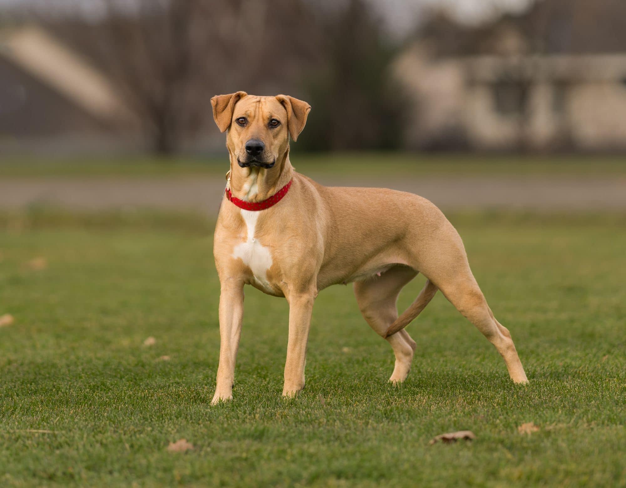 Enlarge Asuna, a Adoptable mixed breed in Seattle, WA image 6/6