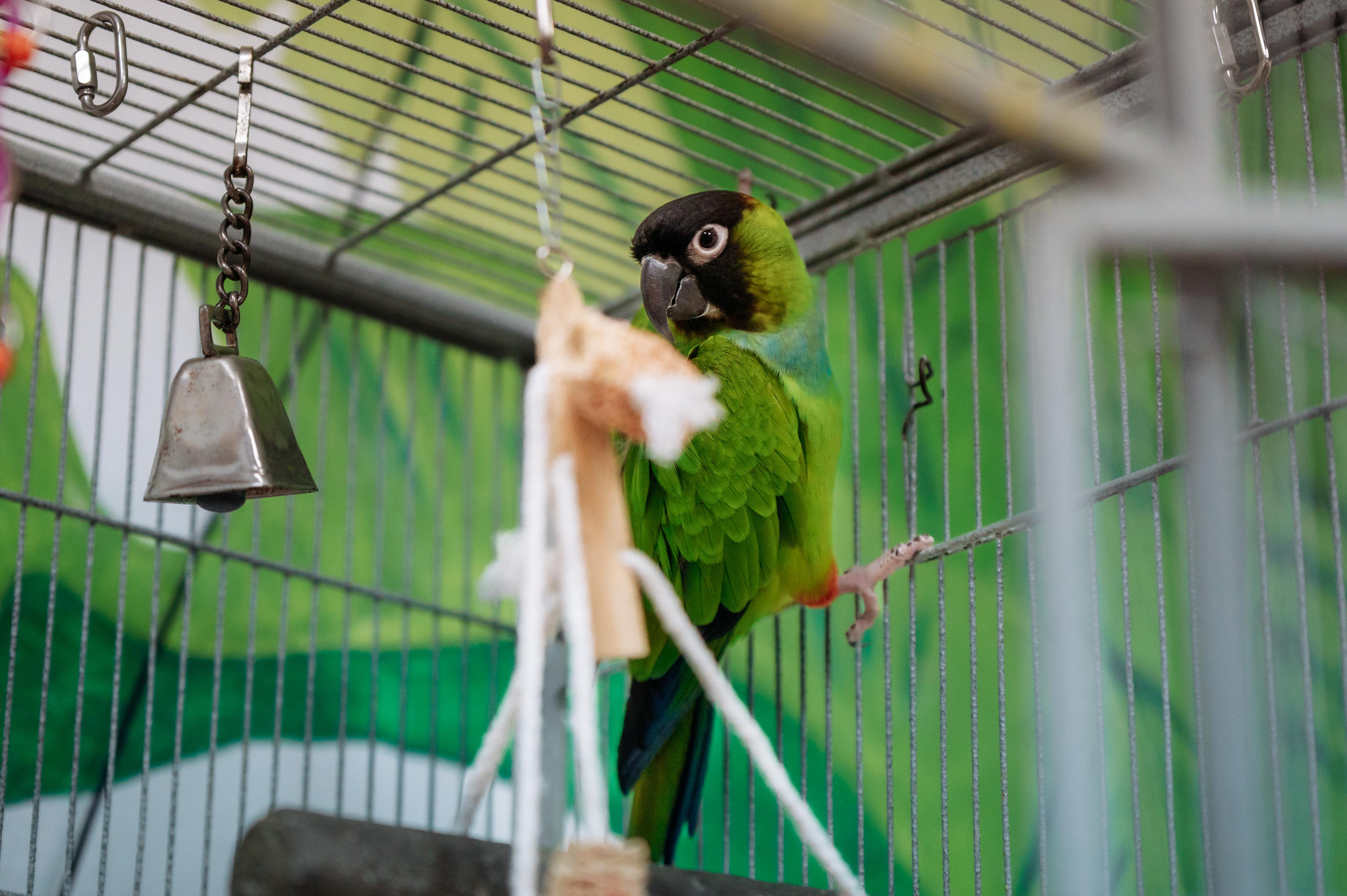Thompson, Adoptable, Young Unknown Conure.
