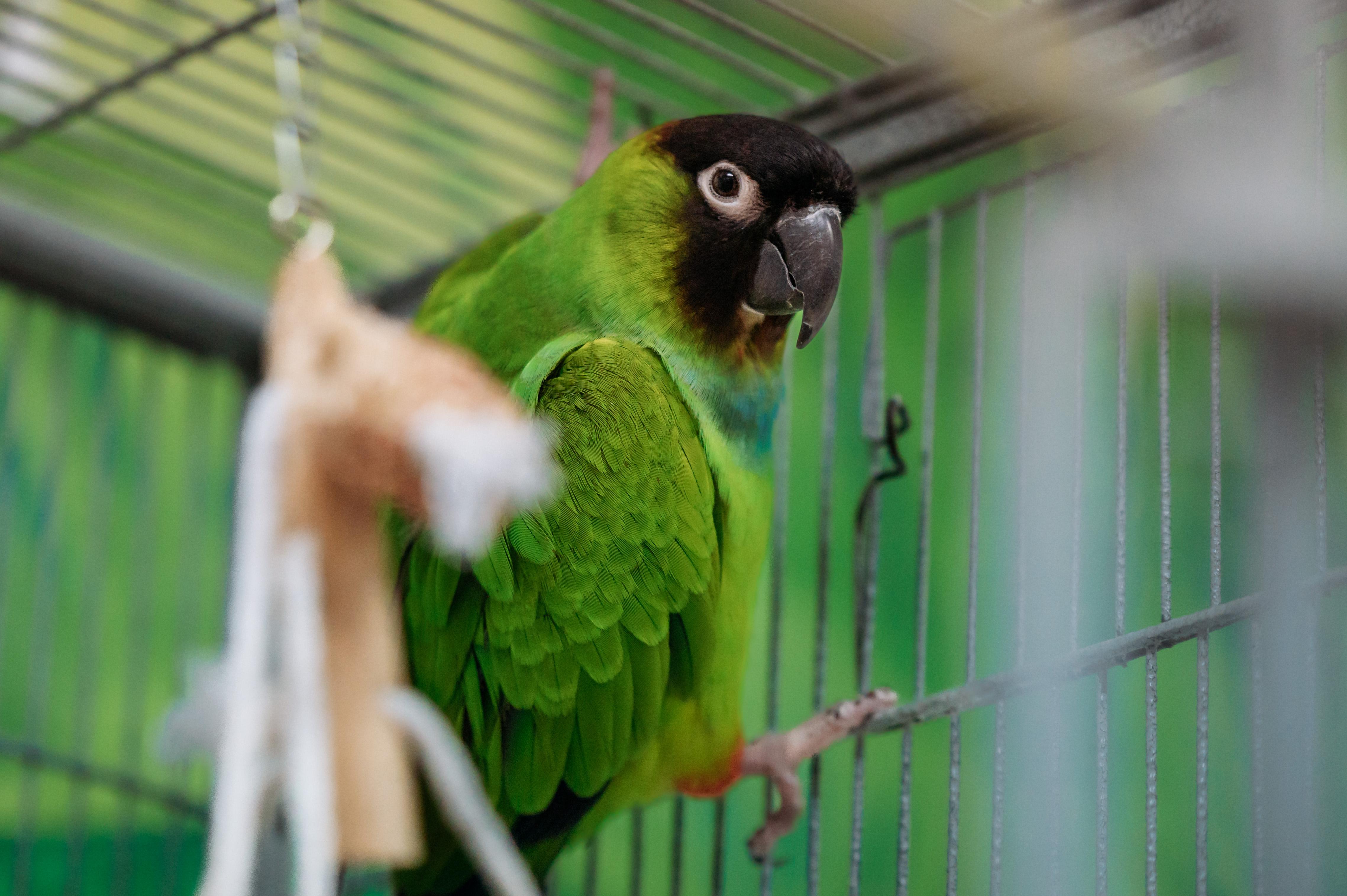 Enlarge Thompson, a Adoptable Conure in Punta Gorda, FL image 2/2