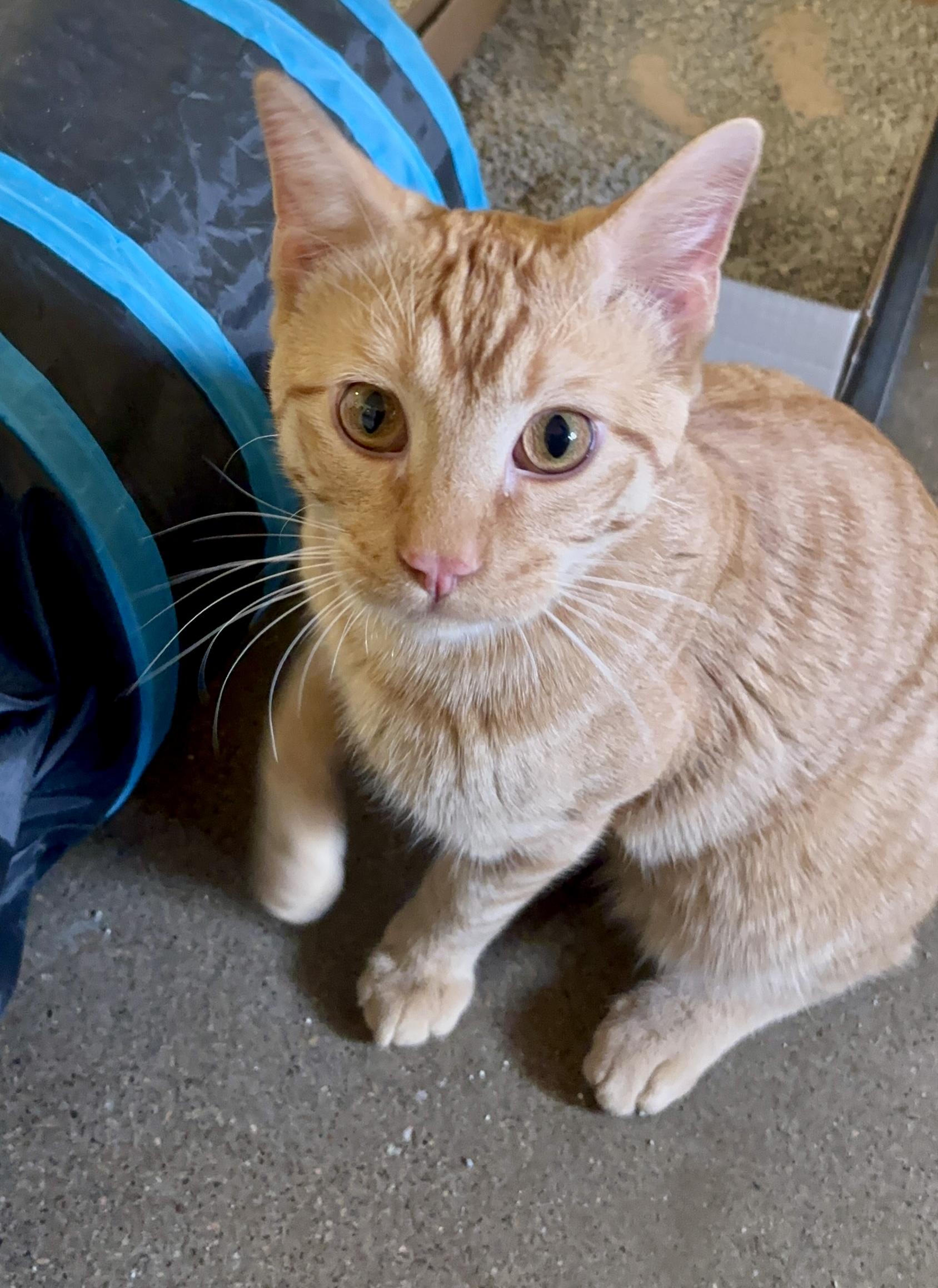 Enlarge Meerkat, a ADOPTABLE Domestic Short Hair in Shenandoah, IA image 1/1