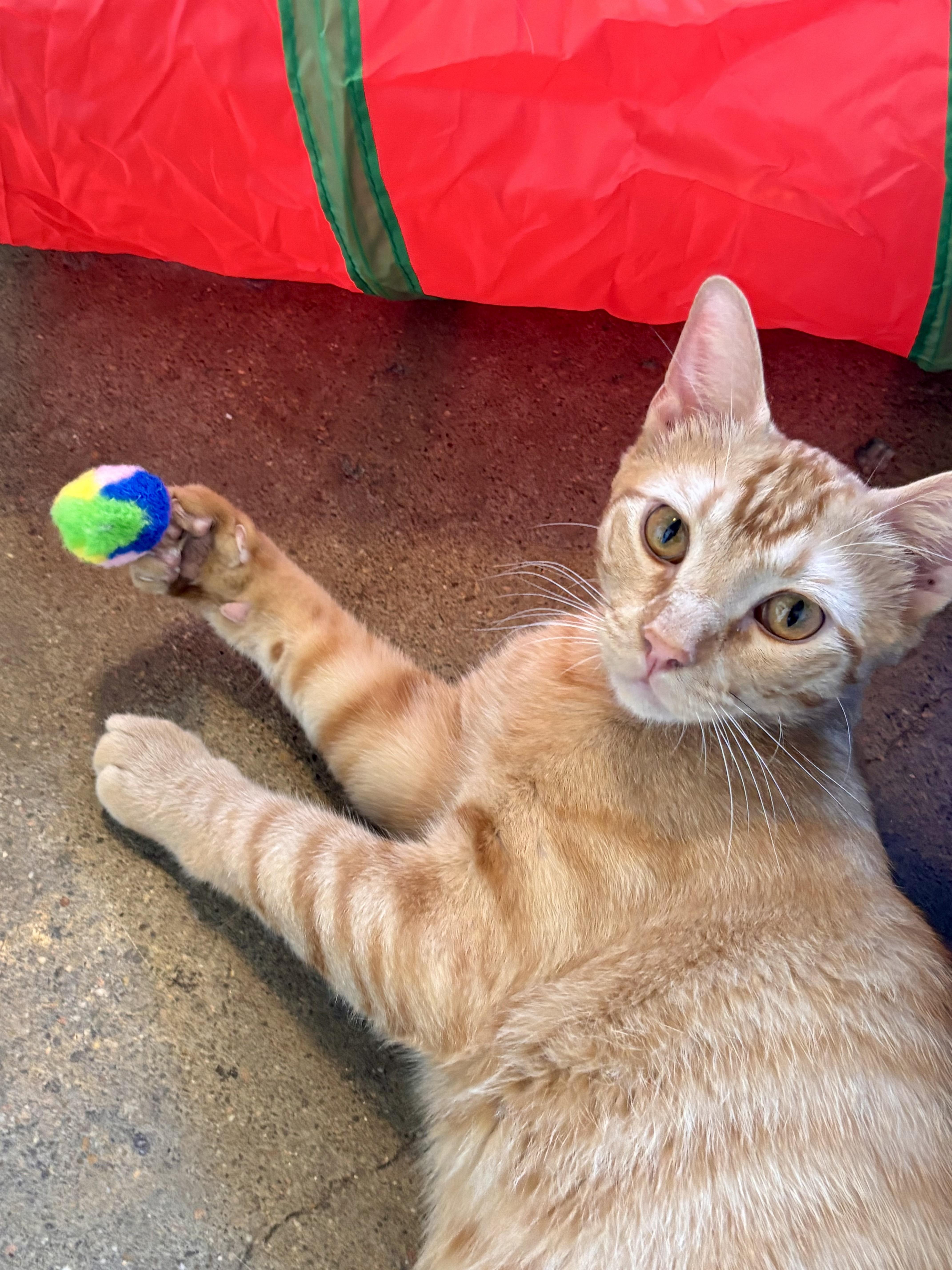 Meerkat, ADOPTABLE, Kitten Male Domestic Short Hair.
