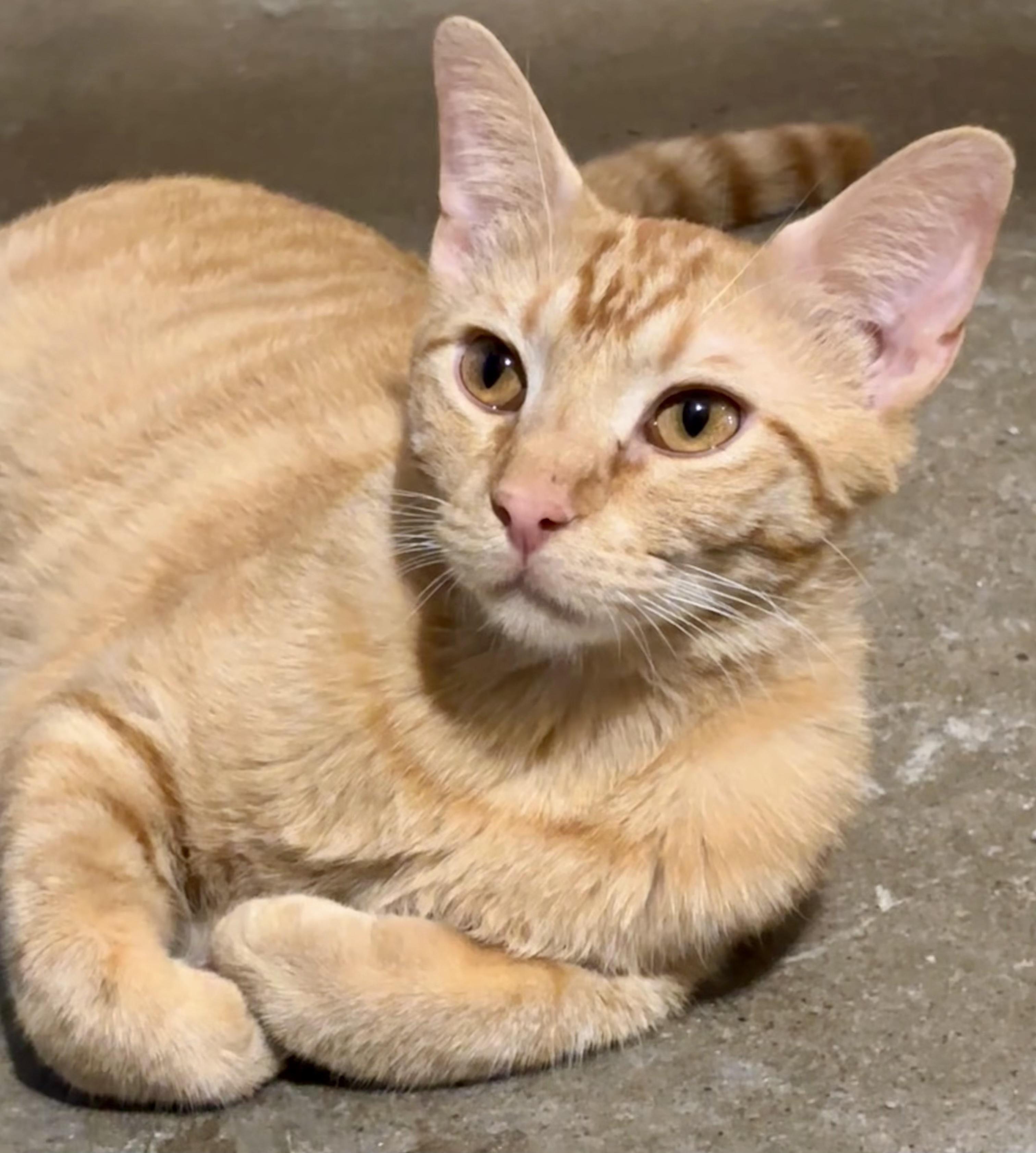 Enlarge Meerkat, a ADOPTABLE Domestic Short Hair in Shenandoah, IA image 2/3