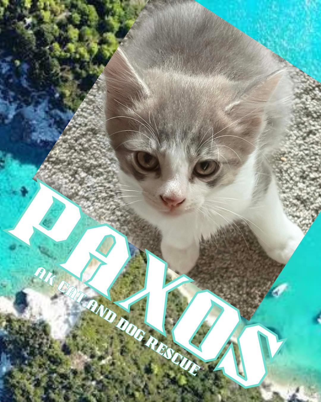 Paxos, Adoptable, Kitten Male Domestic Medium Hair.