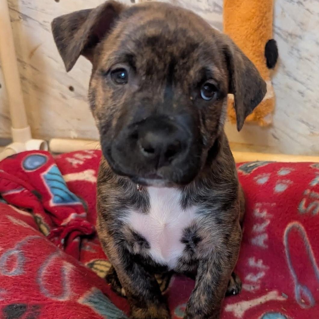 Enlarge Koko (Kodiak), an adopted mixed breed in Milledgeville, GA image 2/6