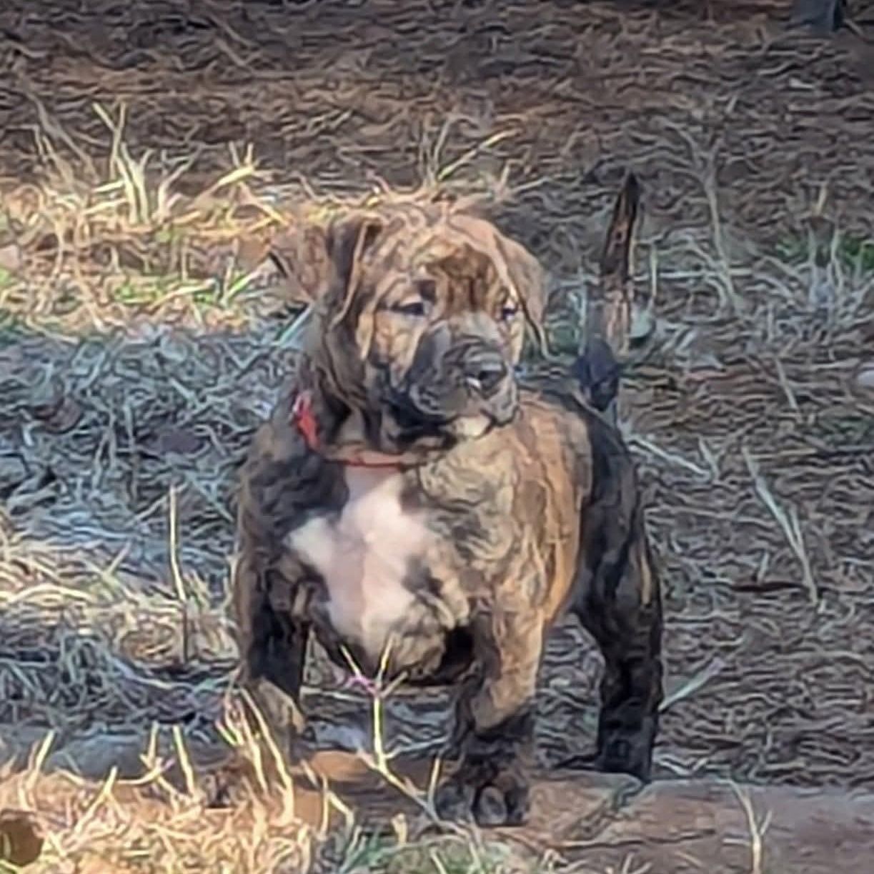 Enlarge Koko (Kodiak), an adopted mixed breed in Milledgeville, GA image 4/6