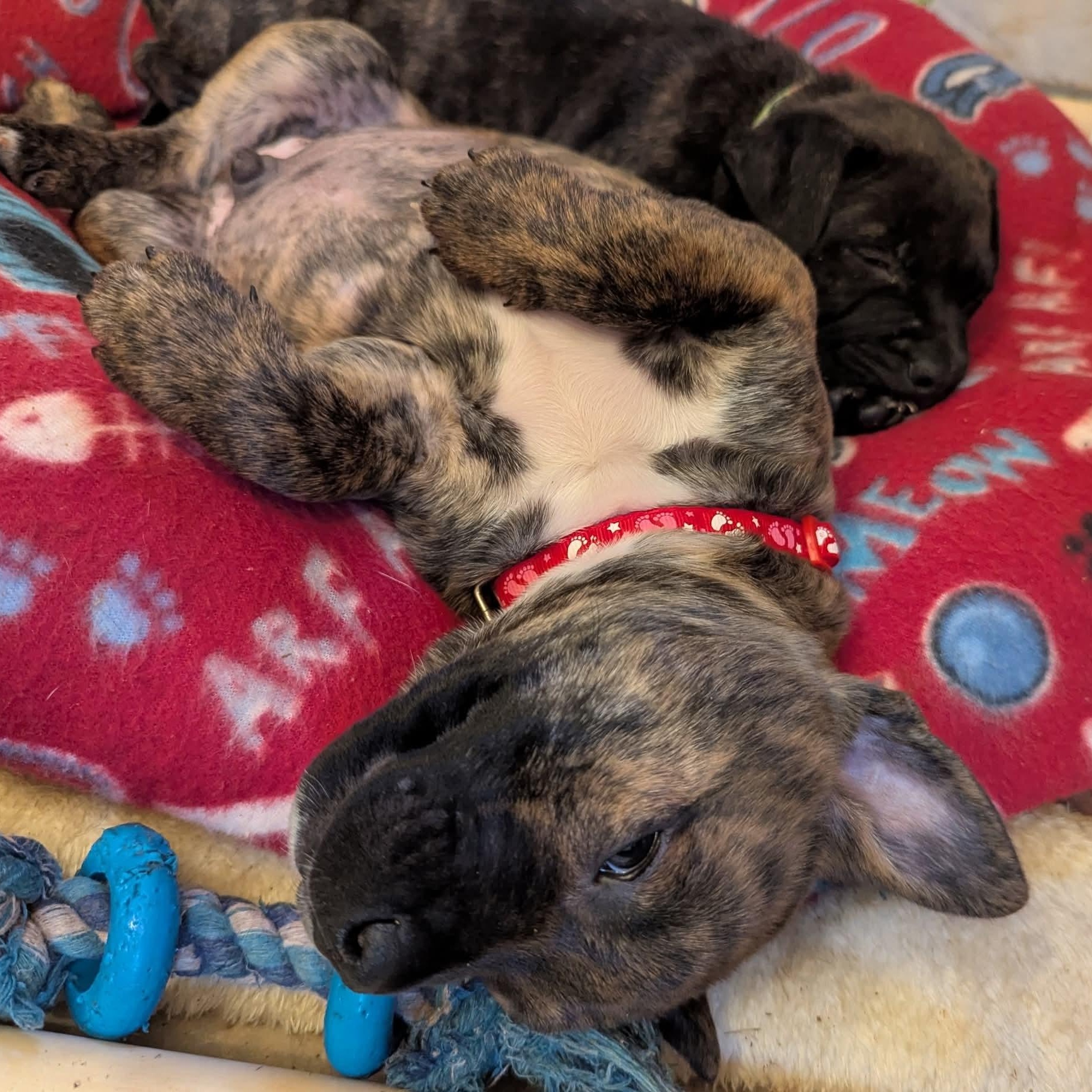 Enlarge Koko (Kodiak), an adopted mixed breed in Milledgeville, GA image 6/6