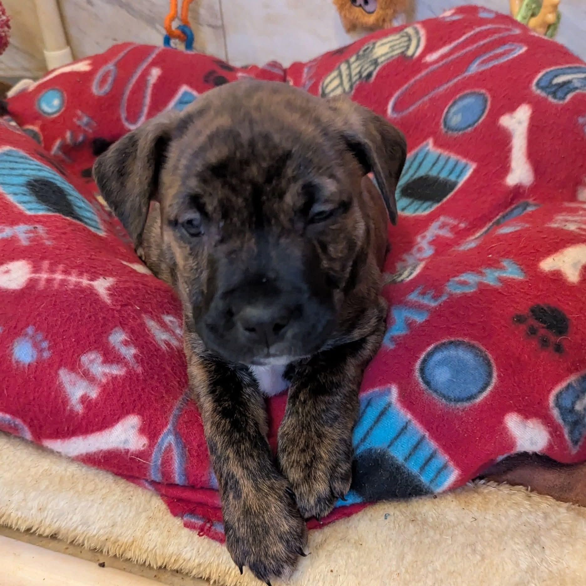 Enlarge Koko (Kodiak), an adopted mixed breed in Milledgeville, GA image 5/6