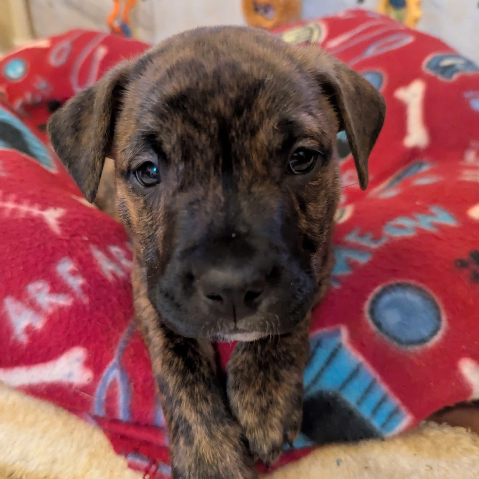 Enlarge Koko (Kodiak), an adopted mixed breed in Milledgeville, GA image 3/6