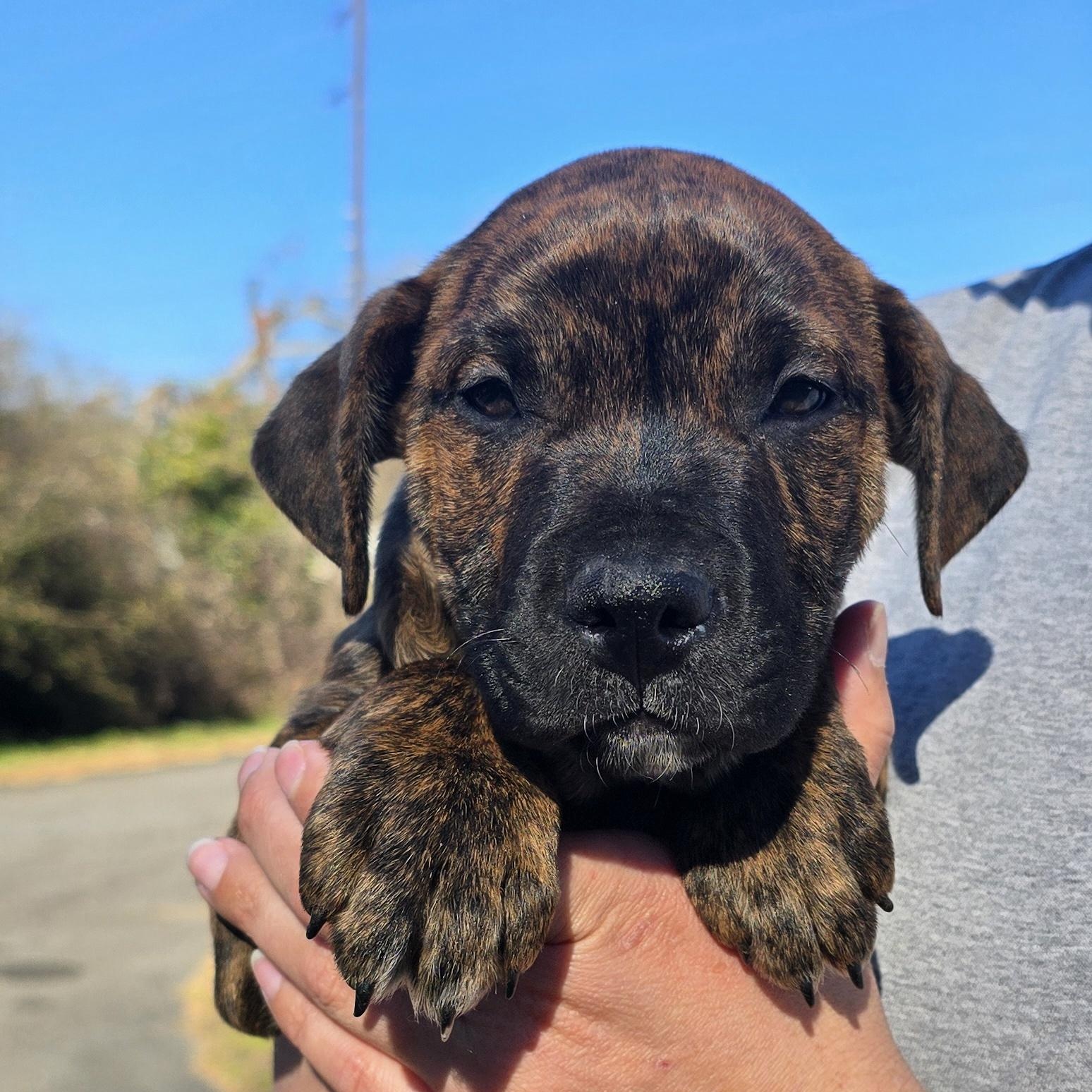 Koko (Kodiak), adopted, Puppy Male Boxer.