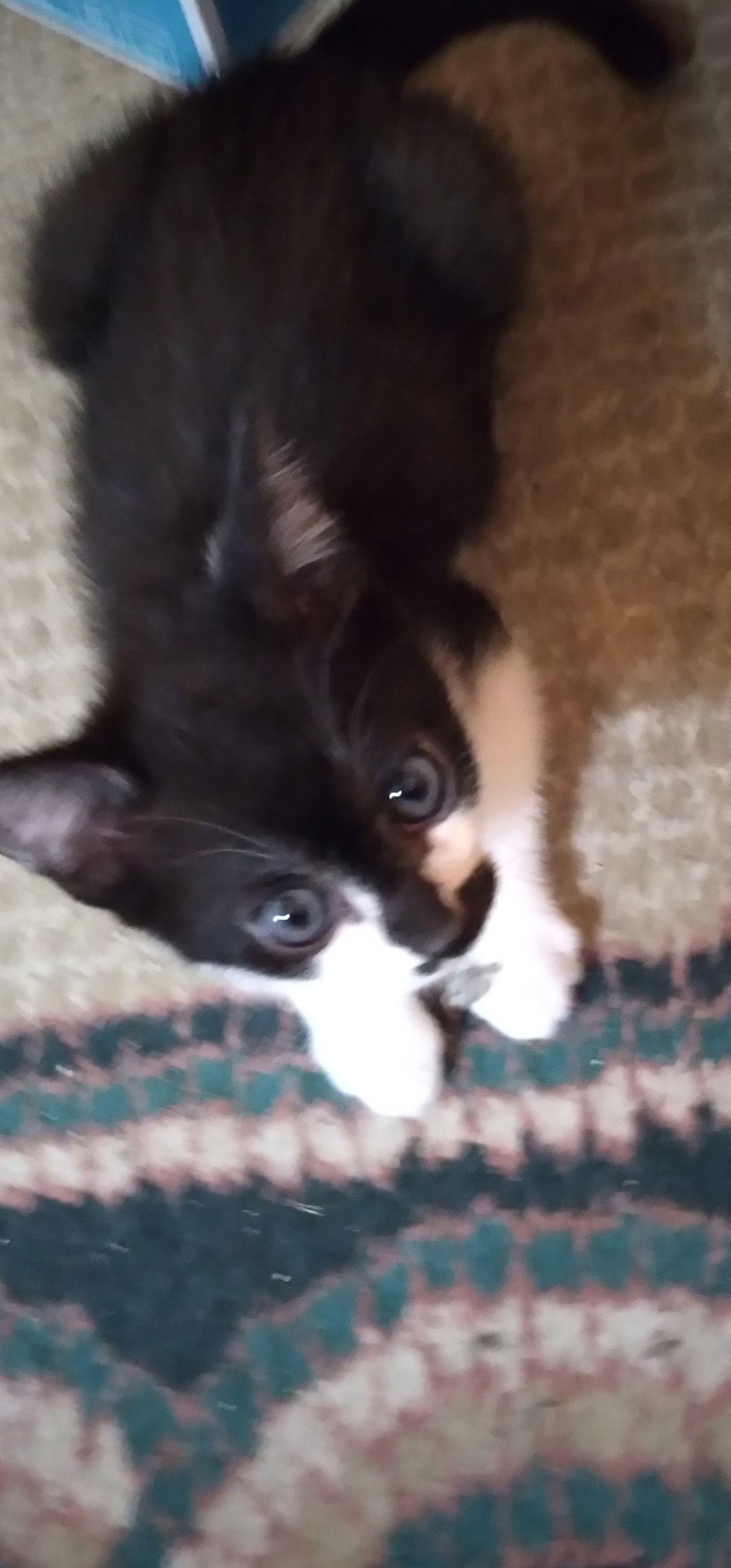 Enlarge Figaro, a Adoptable Domestic Short Hair in Alpharetta, GA image 1/3