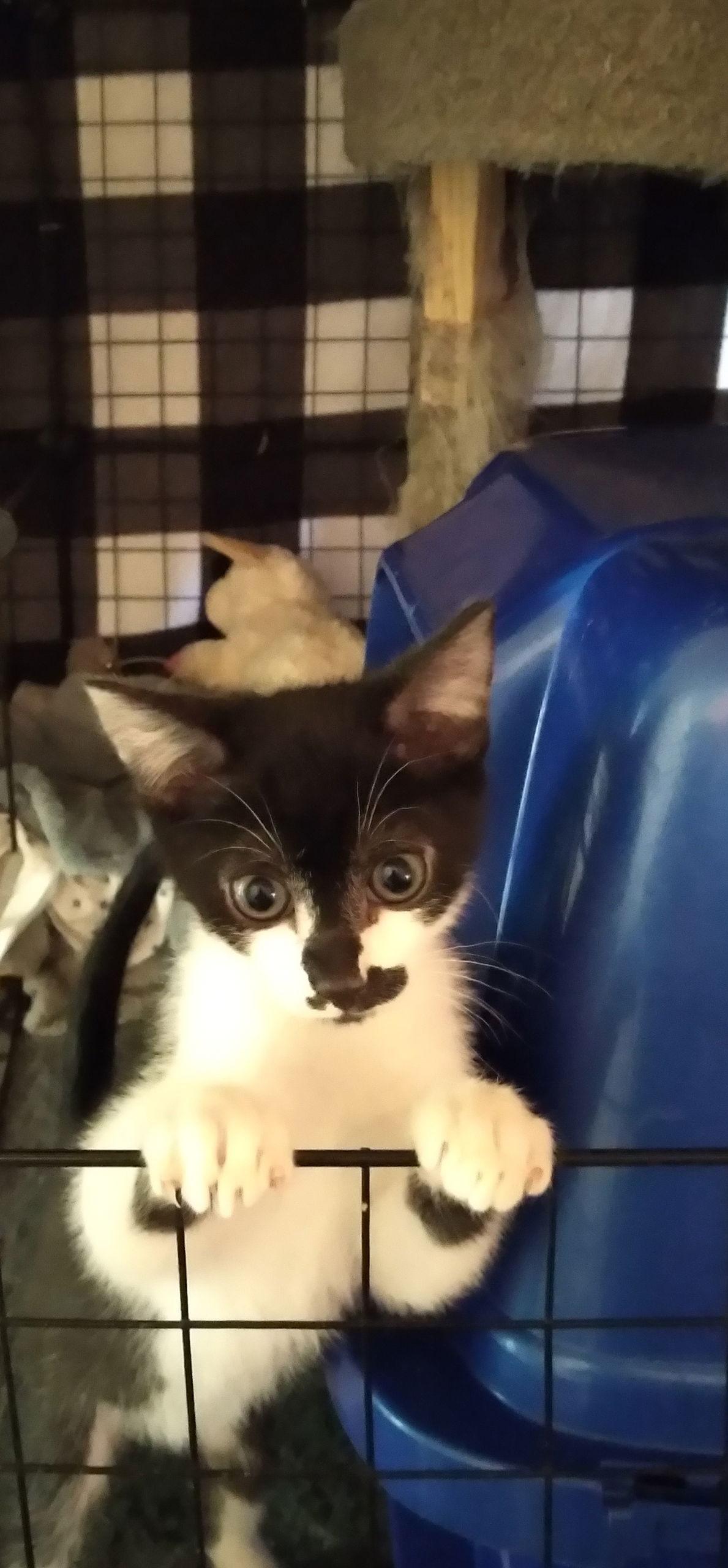 Enlarge Figaro, a Adoptable Domestic Short Hair in Alpharetta, GA image 2/3