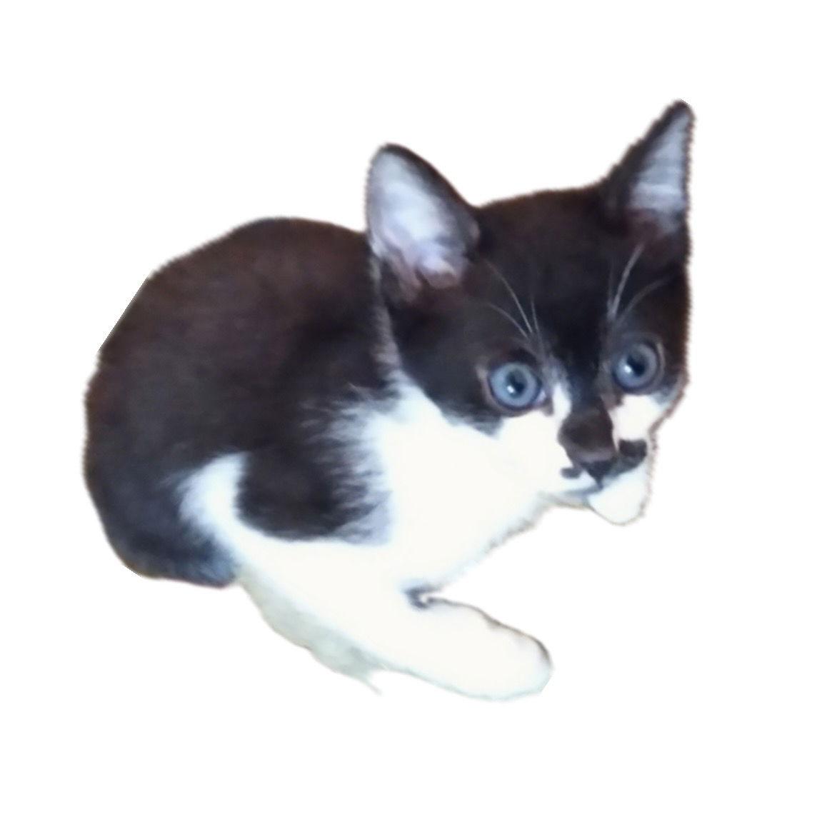 Enlarge Figaro, a Adoptable Domestic Short Hair in Alpharetta, GA image 3/3