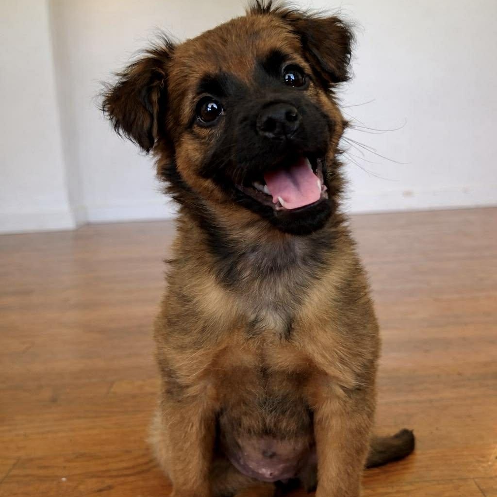 SUZY, adopted, Puppy Female Pekingese.