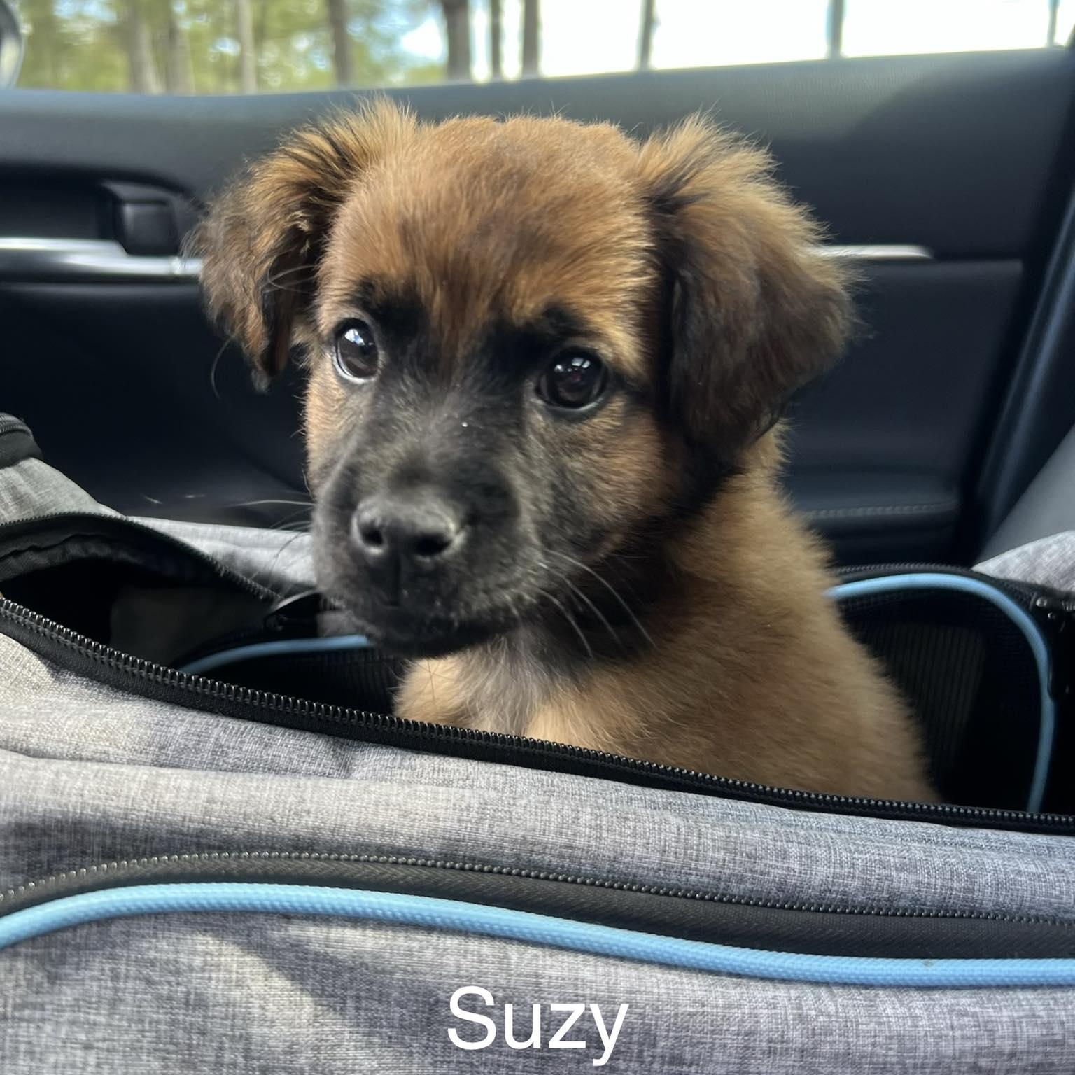 Enlarge SUZY, an adopted mixed breed in Madisonville, LA image 3/3