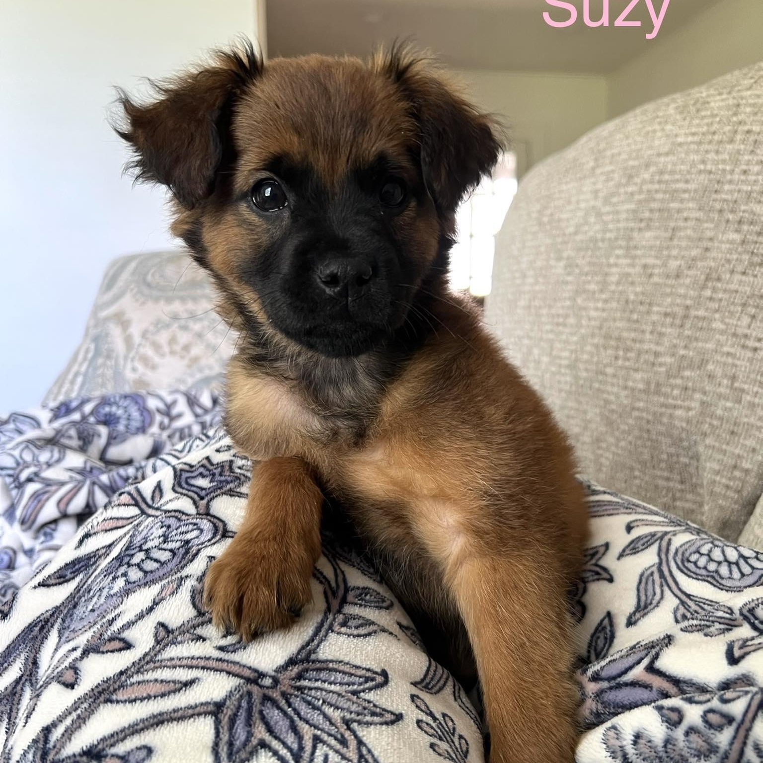 Enlarge SUZY, an adopted mixed breed in Madisonville, LA image 2/3
