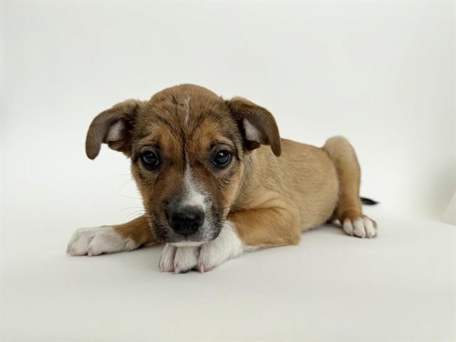 LOU, Adoptable, Puppy Male Collie & Mixed Breed.