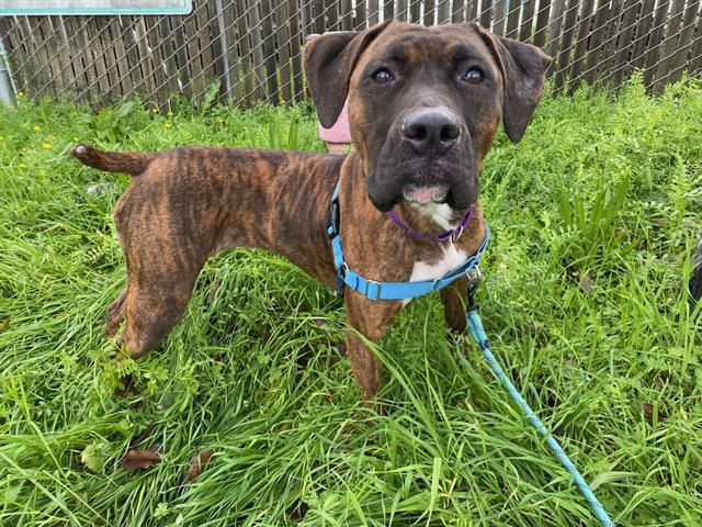 LUCIE, Adoptable, Young Female Boxer & Mixed Breed.