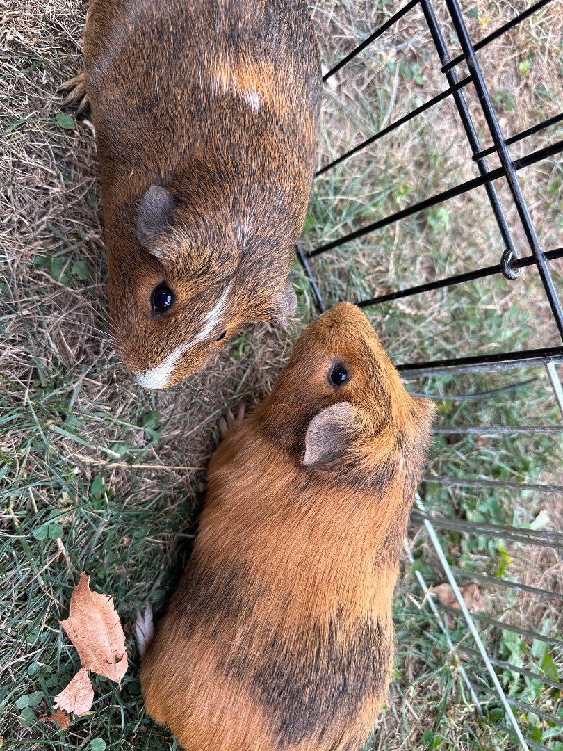 Guinea Pig for adoption Toast+Kokonut, a Guinea Pig in WA