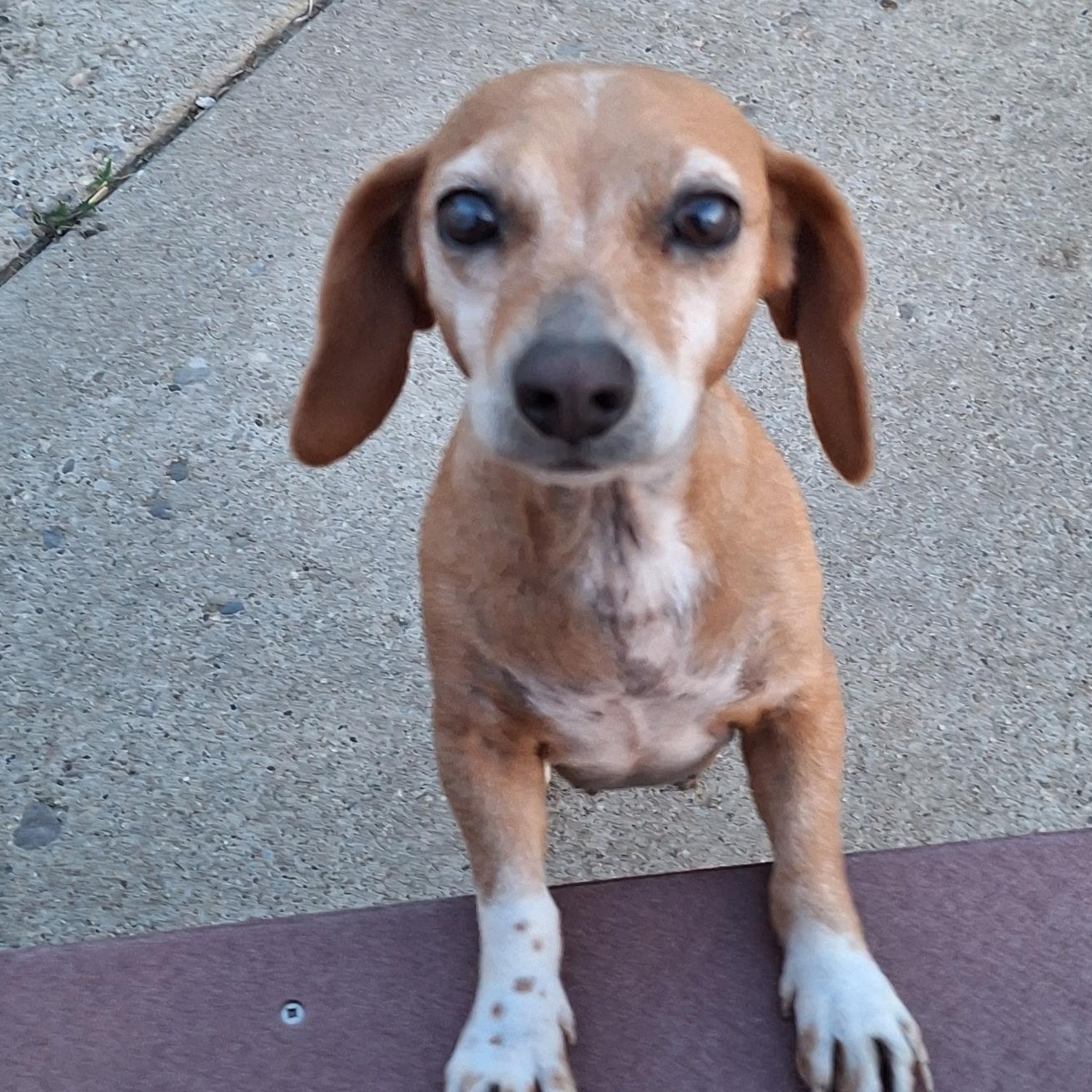 Gracie, ADOPTABLE, Adult Female Dachshund.