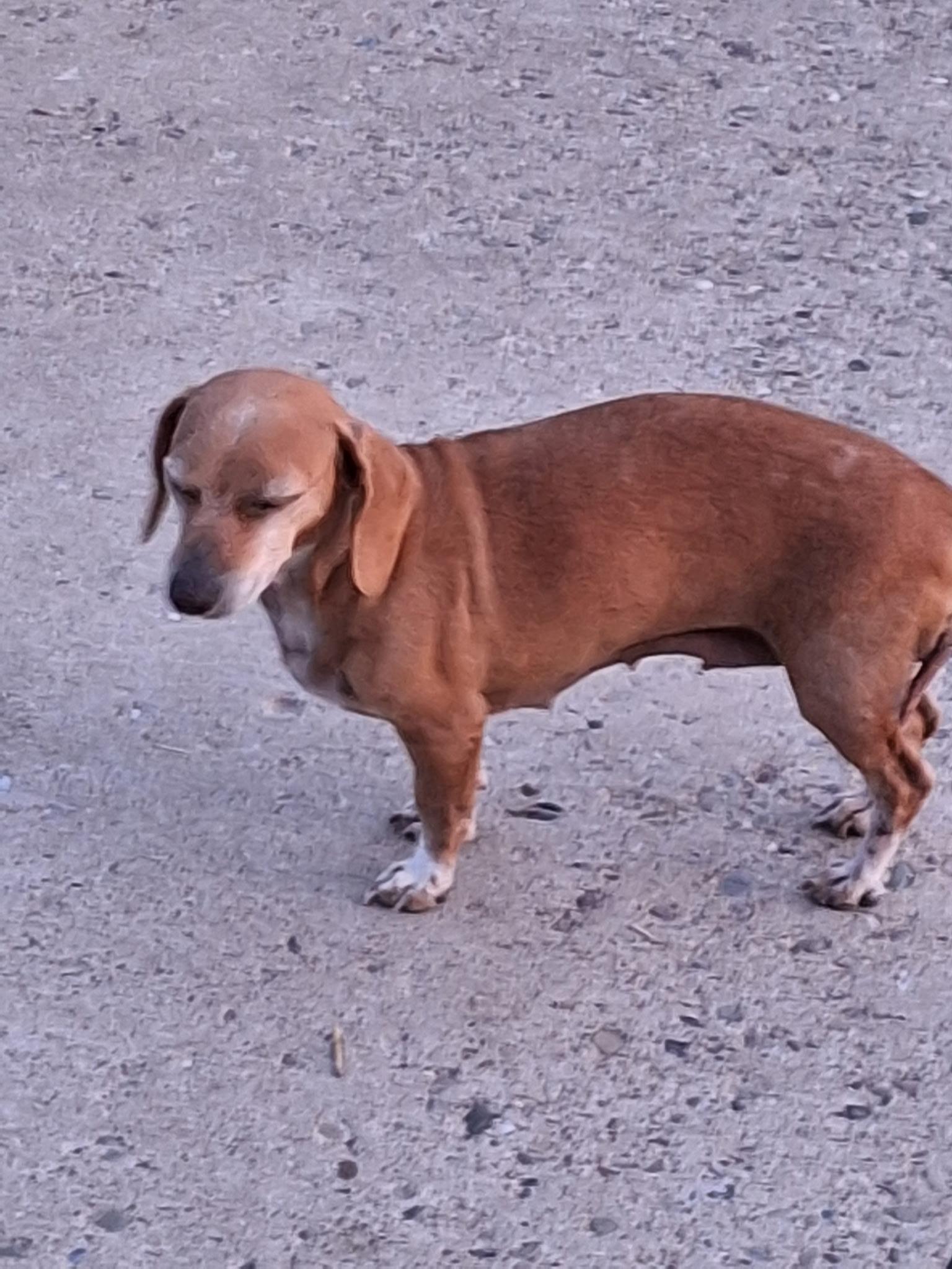 Gracie, a ADOPTABLE Dachshund in St. Clairsville, OH image 3/3