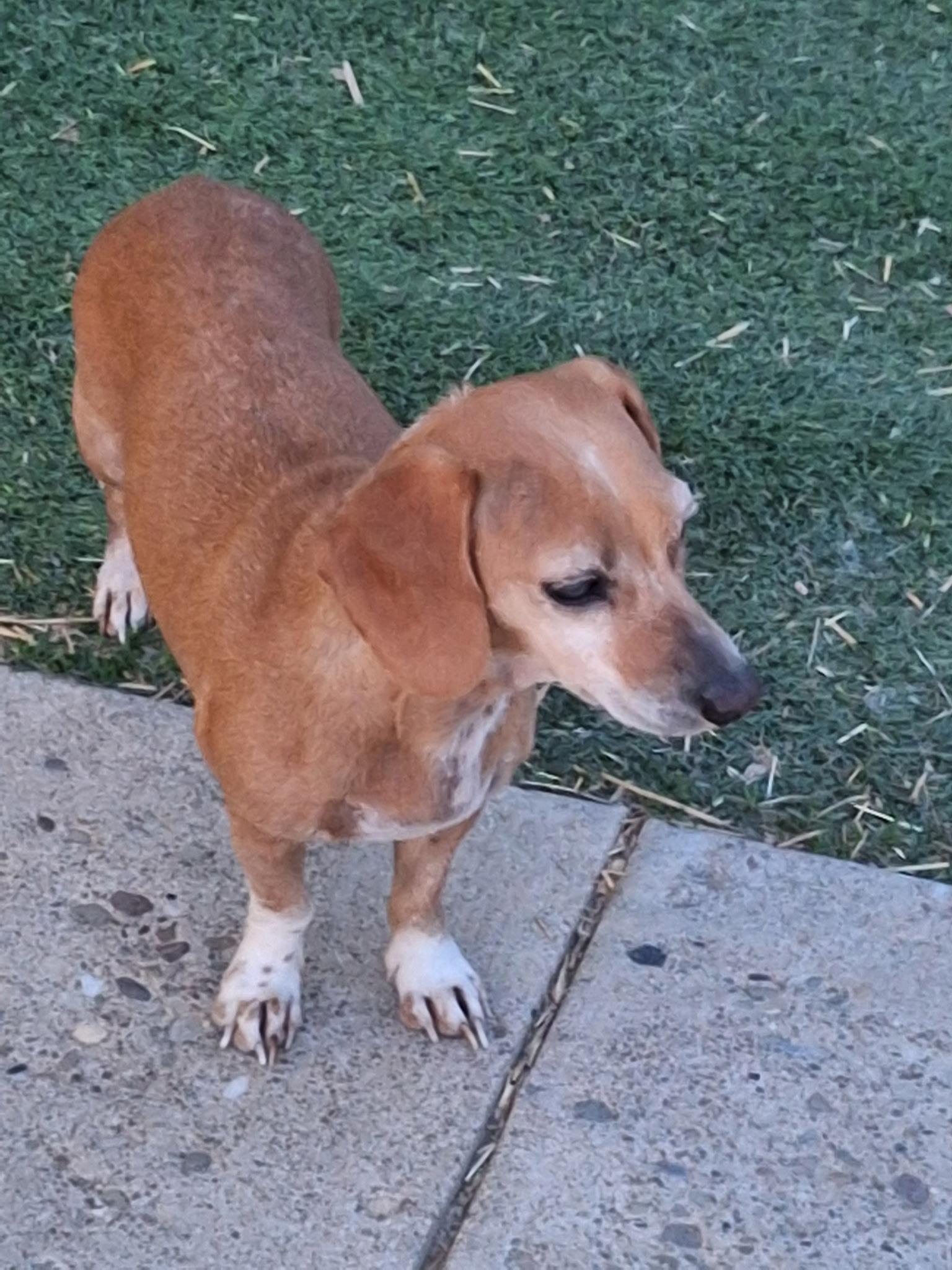 Gracie, a ADOPTABLE Dachshund in St. Clairsville, OH image 2/3
