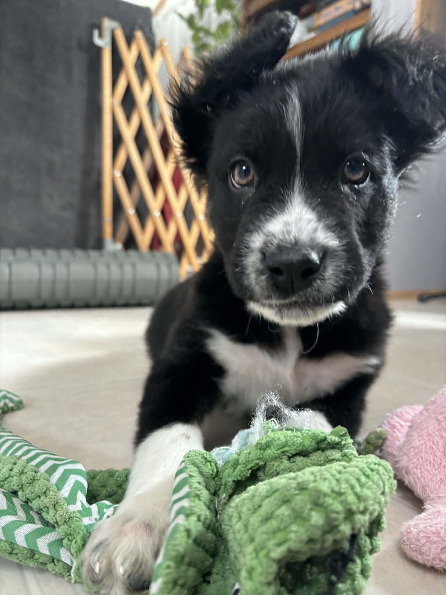 Ricky, adopted, Puppy Male Border Collie.